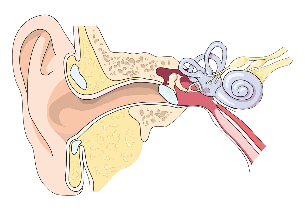 ear-diagram